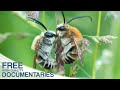 Wild Bees and Their Habitats