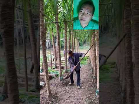 มันคือต้นอะไร?