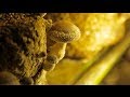 Mushroom Facts and Trivia