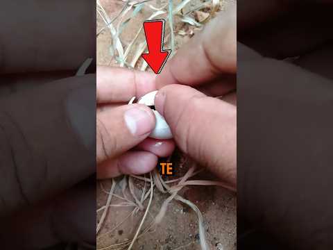 ELE ACHOU um OVO ESTRANHO e quase FOI PICADO! #curiosidades #shorts