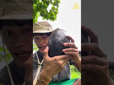 เจอลูกเต่าในธรรมชาติ🥰 #เต่าซ่าส์มหาประลัย #เต่า #turtle #boxturtle #animals #vlog #shorts #fyp