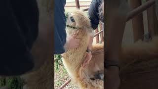 Babies, Blow Ups And Binds Short