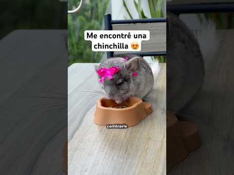 Nunca había visto una chinchilla 😭😍 #chinchilla #chinchillas #animalestiernos