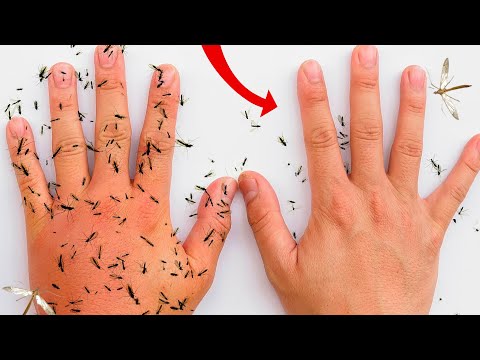 Por qué te Pican LOS MOSQUITOS y Cómo Solucionarlo