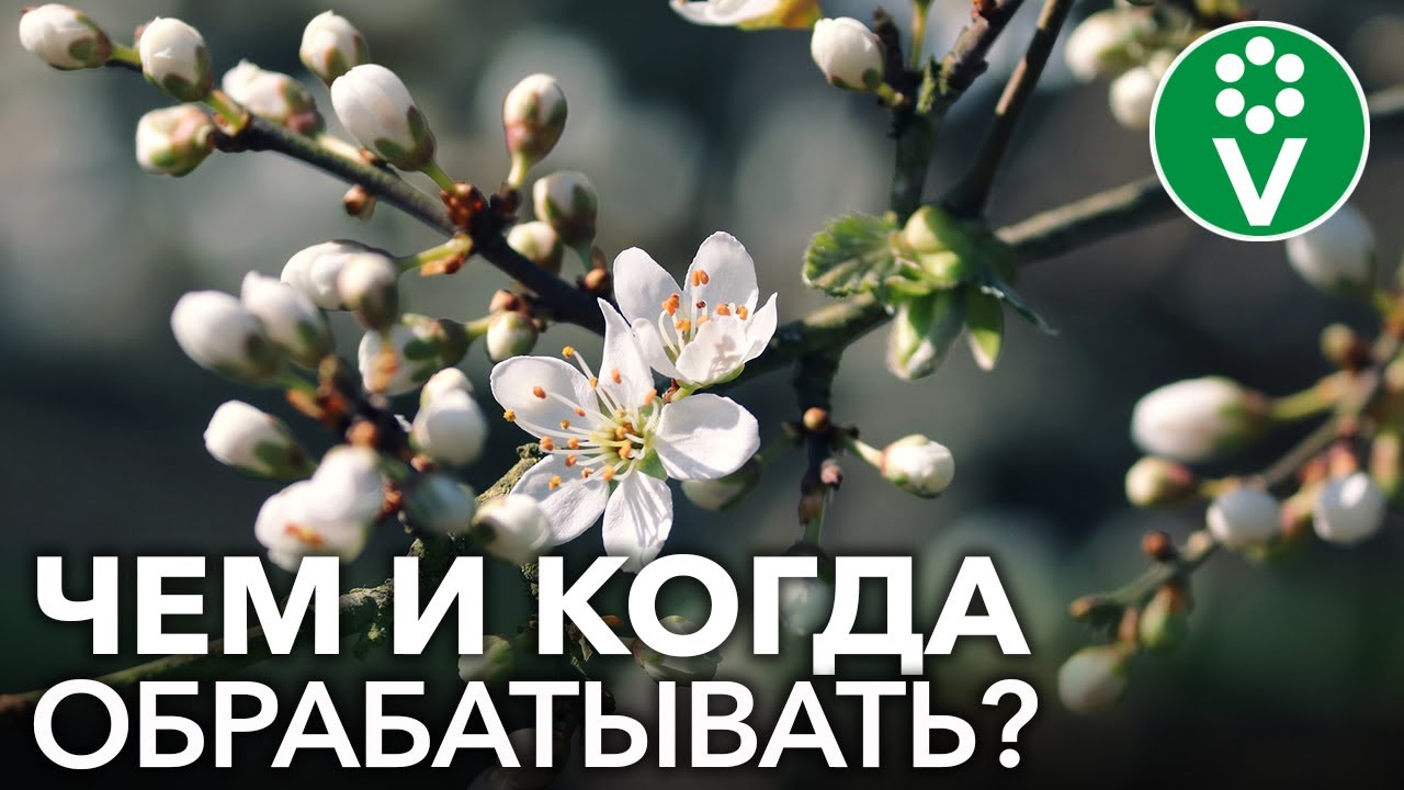 Такая обработка плодового сада спасет яблони от парши, а вишни от монилиоза