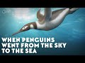 Penguin Evolution and Adaptations