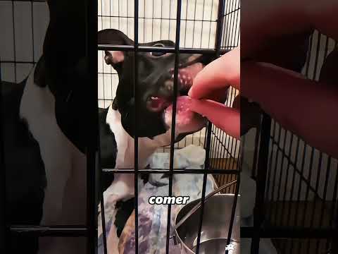 Este perro es solo un niño que nunca ha sido amado#dog #shorts #foryou