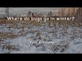 Insect Winter Survival Strategies