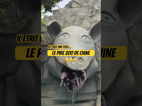 Et si c’étaient des chats, est-ce qu’on réagirait pareil ?🤔#animals #zoo #chat #cochon #food #chine
