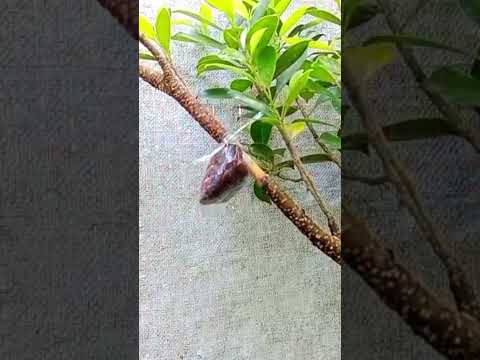 How to cultivate ficus trees easily and successfully #grafting #gardening #bonsai #satisfying #craft