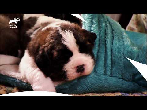 Cutest Saint Bernard Puppies Learning to Stand, and Exploring World | Too Cute | Animal Planet