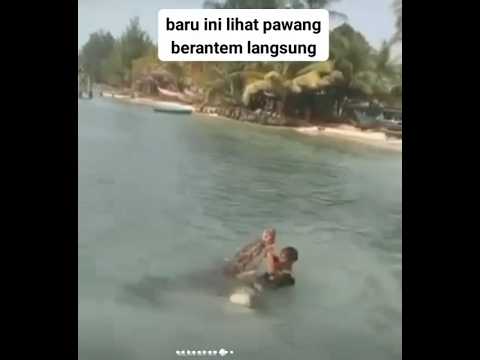 Pawang buaya brantem sama buaya terganas di sungai #crocodile #viralvideo #buaya #fyp