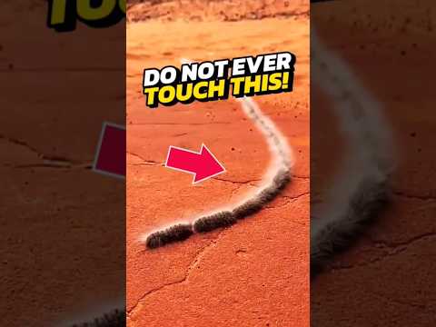 If You See Caterpillars Lined Up With Each Other, RUN IMMEDIATELY! 😨