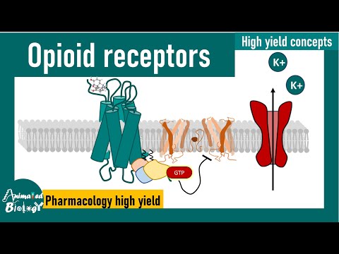 Opioid receptors | How opioid receptors work? | Pharmacology