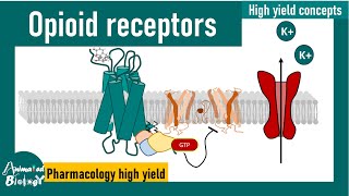 Opioid receptors | How opioid receptors work? | Pharmacology