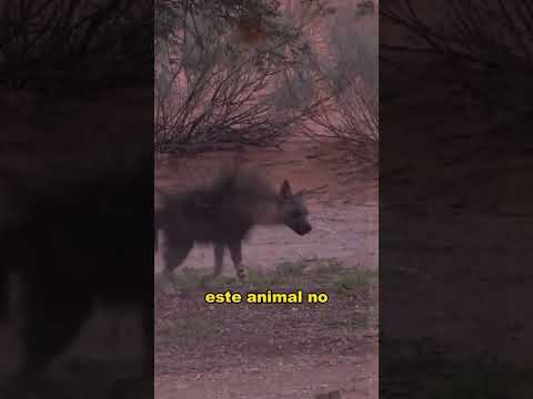 Hyenas snatch food on the grassland, but are afraid of lions #animals #Friendship #Us #fyp