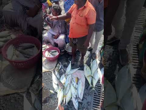😱 காசிமேட்டில் மீன் இவ்ளோ Cheap ah🤣8 kilo irukumea🐠🐟🐡🔥💥#kasimedu #shorts #trending