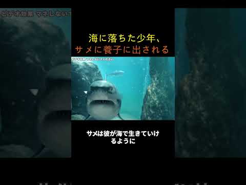 海に落ちた少年、サメに養子に出される