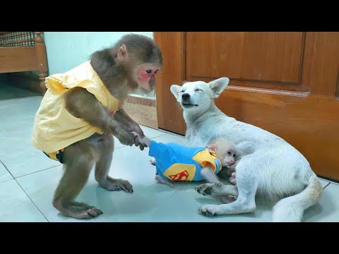 Love story of baby monkey & puppy was prevented make fans laugh until cried 🤣