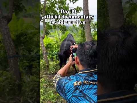 Official documentary for Stable archive || Rural Indonesia #horse #animals #pets #nature #wildanimal