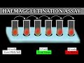 Hemagglutination Assay Procedures