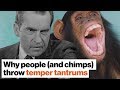 Understanding Tantrums in Humans and Chimpanzees