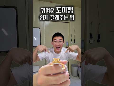 귀여운 도마뱀 쉽게 달래주는 법 #animals #동물키우기 #파충류 #도마뱀