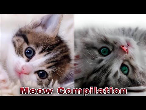 Cute Cats And Kittens Meow Meow Compilation - Meowing Sounds