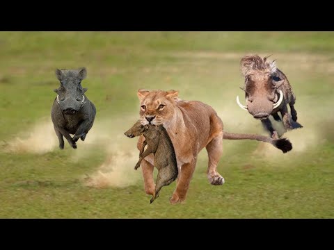 African Wild Boar Crazy Attacks Lion, Causing Hunters To Run Away In Fear