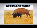 Temperate Grasslands Characteristics and Facts