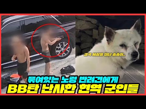 개보다 못한 인간들 - BB탄 총으로 개를 쏴 죽인 군인들