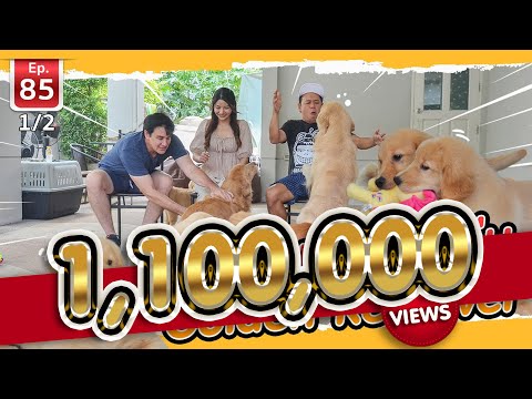 Golden Retriever น่ารัก ขี้เล่น - เพื่อนรักสัตว์เอ้ย EP.85 [1/2]
