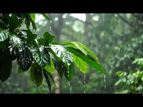 Ambient Rain Noise for Sleep, Meditation & Focus