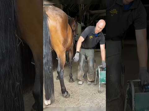 This man cleaned a horse's leg for a race #shortsvideo
