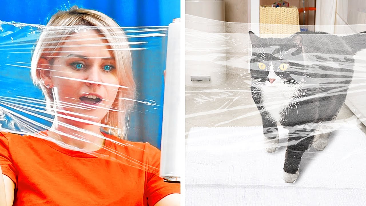 32 smart and funny ideas for pet owners