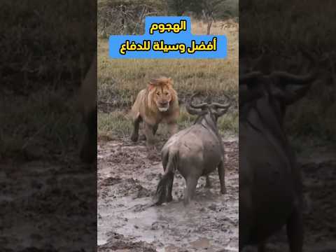 عندما يكون الهجوم هو الحل الأخير