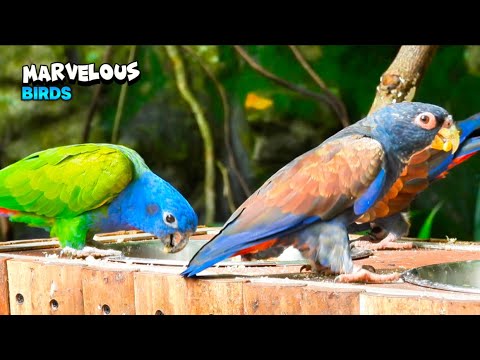 Parrot Friends Enjoying The Breakfast