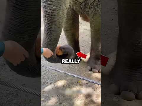 Smart Elephant Shows Genius Coconut Hack!