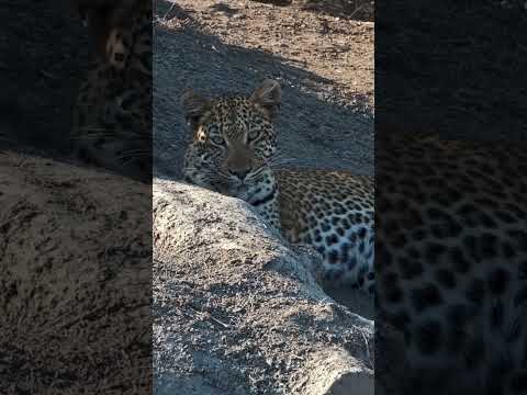 A Stunning Leopard Stares At Camera