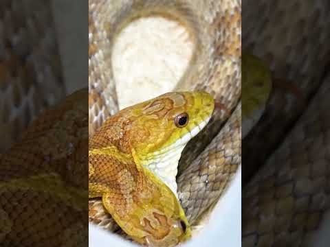 พ่อพันธุ์ งู 2 หัว ตัวเป็นล้านบาท Breeder of 2 headed snake.