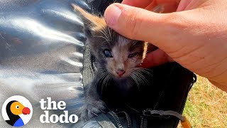 Motorcyclist Saves Tiny Kitten Who Fell From A Moving Car | The Dodo