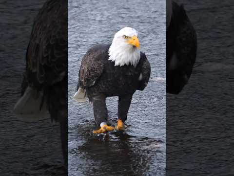 इसलिए बाज पक्षी राजा कहलाता है #motivation #eagles #short