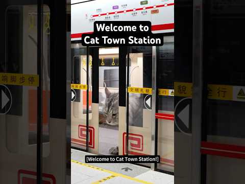 Welcome to the Subway Station for Cats!