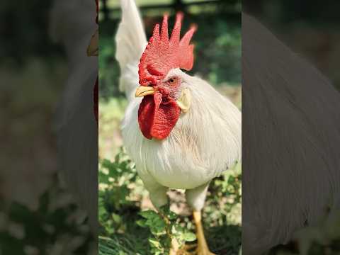 Said goodbye to our rooster. His aggression made it necessary. We'll miss him but it's for the best.