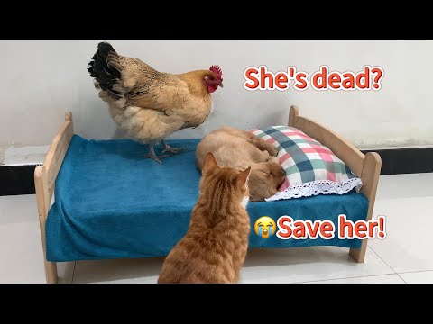 So touching! Suspecting that the golden retriever puppy was dead, the kitten asked the hen for help.