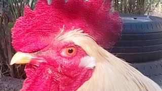 LOS GALLOS SON LIBRES!!! #feedshorts #gallo