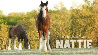 Our Baby Clydesdale Is All GROWN UP + Pregnancy Tracking With Beauty! 