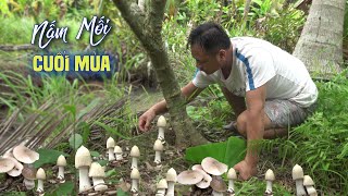 PHÁT HIỆN "CỦA NGON VẬT LẠ" NGOÀI VƯỜN | Chuyện Phương Kể