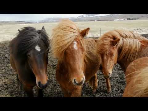 Horse gringe #music