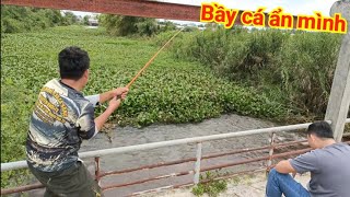 Kinh hoàng bủn rủn tây chân bỏ chạy khi dính cá khủng rừng tràm - Ổ cá ẩn mình dưới đập tràn